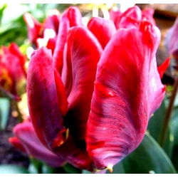 Tulipan Erna Lindgreen - opak. 5 szt.