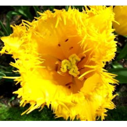 Tulipan Royal Elegance - opak. 5 szt.