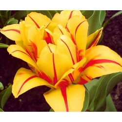 Tulipan Monsella - opak. 5 szt.