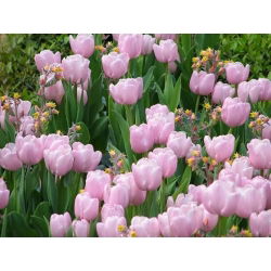 Tulipan Pink Diamond - opak. 5 szt.