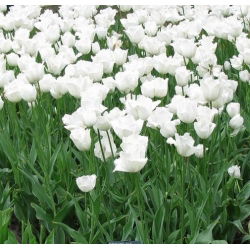 Tulipan Swan Wings - 5 cebulek