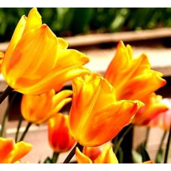 Tulipan Fidelio - opak. 5 szt.
