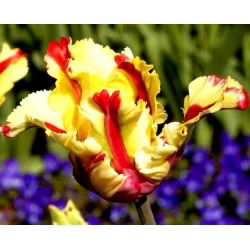 Tulipan Flaming Parrot - opak. 5 szt.