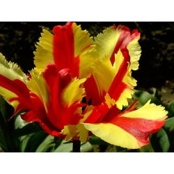 Tulipan Flaming Parrot - opak. 5 szt.