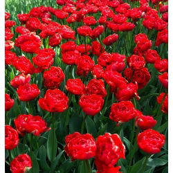 Tulipan pełny Miranda - opak. 5 cebulek
