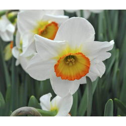 Narcyz Flower Record - 5 cebul