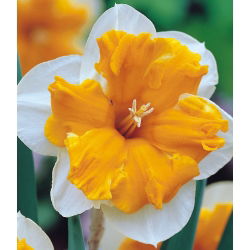 Narcyz Orangery - opak. 5 cebulek