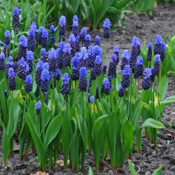 Szafirek szerokolistny - Muscari latifolium op. 10 cebulek