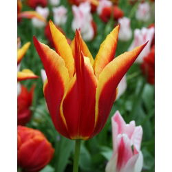 Tulipan Aladdin - 5 cebulek
