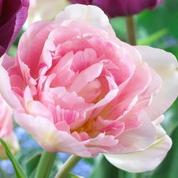 Tulipan Angelique - 5 cebulek