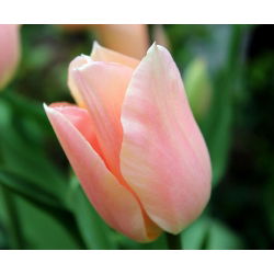 Tulipan Apricot Beauty - 5 cebulek