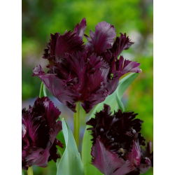Tulipan Black Parrot - 5 cebulek