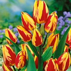 Tulipan Colour Spectacle - 5 cebulek