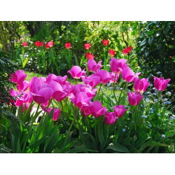 Tulipan Don Quichotte - 5 cebulek
