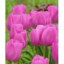 Tulipan Don Quichotte - 5 cebulek