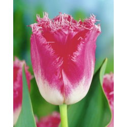 Tulipan Fancy Frills - 5 cebulek