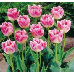 Tulipan Fancy Frills - 5 cebulek