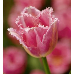 Tulipan Fancy Frills - 5 cebulek