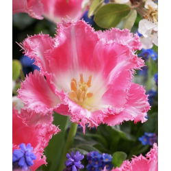 Tulipan Fancy Frills - 5 cebulek
