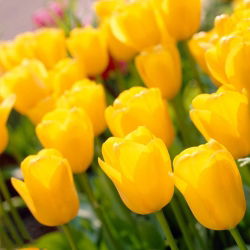 Tulipan Golden Apeldoorn - 5 cebulek