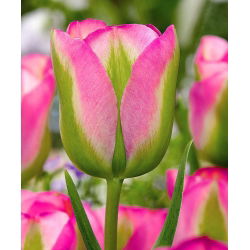 Tulipan Groenland - 5 cebulek