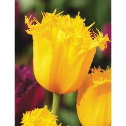Tulipan Hamilton - 5 cebulek