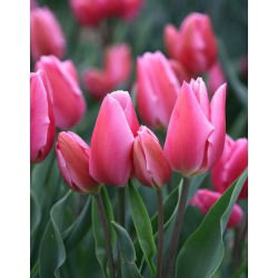 Tulipan Happy Family - 5 cebulek