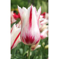 Tulipan Marilyn - 5 cebulek