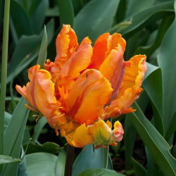 Tulipan Orange Favourite - 5 cebulek