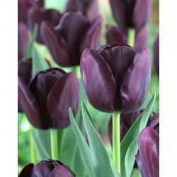 Tulipan Queen of Night - 5 cebulek