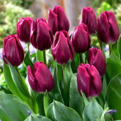 Tulipan Recreado  opak. 5 szt.
