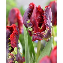 Tulipan Rococo  - 5 cebulek