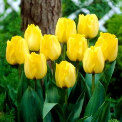 Tulipan Royal Elegance - opak. 5 szt.