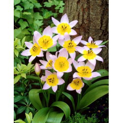 Tulipan Saxatilis - 5 cebulek