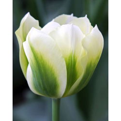Tulipan Spring Green - 5 cebulek