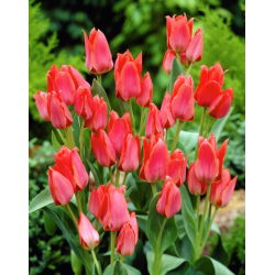 Tulipan Toronto - 5 cebulek