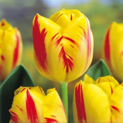 Tulipan Triumpha Washington - opak. 5 cebulek