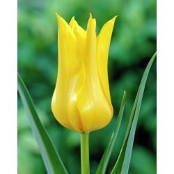 Tulipan West Point  - 5 cebulek