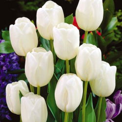 Tulipan White Dream - 5 cebulek