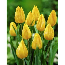 Tulipan Yokohama - 5 cebulek