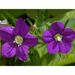 Zwrotnica - 2250 nasion