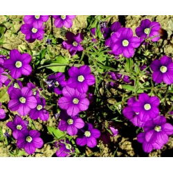 Zwrotnica - 2250 nasion