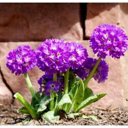 Pierwiosnek ząbkowany - 600 nasion