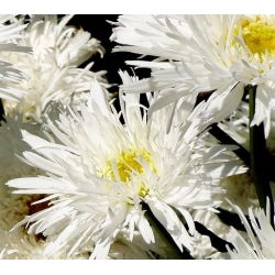 Złocień o kwiatach półpełnych Crazy Daisy - 160 nasion