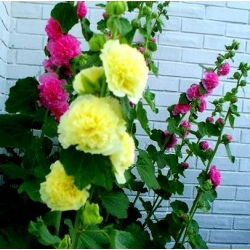 Malwa pełna - żółta - 50 nasion