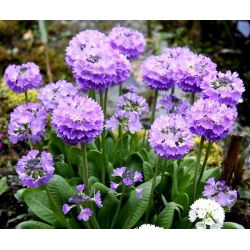 Pierwiosnek ząbkowany - 600 nasion