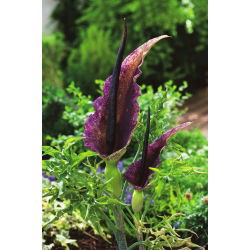 Dracunculus vulgaris - Smocza lilia - 1 cebula