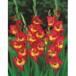 Gladiolus - Mieczyk Far West - 5 cebulek