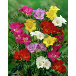 Freesia - Frezja pojedyncza mix kolorów - 10 cebulek