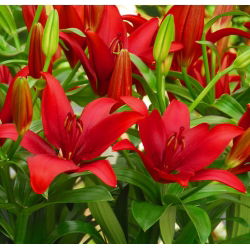 Lilia azjatycka czerwona - Red - 1 cebula